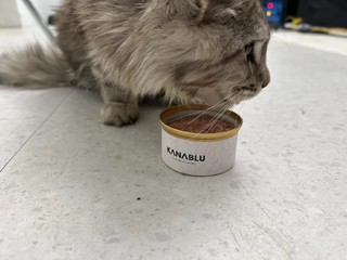 你们的猫罐头是主食还是零食？