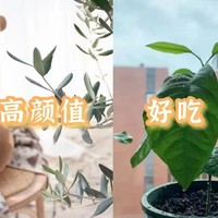 6种养不死的室内植物，便宜又好看，懒人、新手闭眼入~