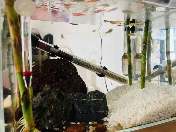 开心养鱼，快乐躺平