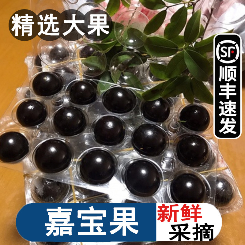 这是葡萄，不！这是树葡萄，青春不老果/大果现摘嘉宝果新鲜水果树鲜果孕妇稀罕见水果台湾特产巴西