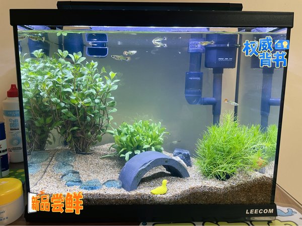 鱼缸好养得很，这有什么技术难度？