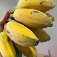 吃货的快乐小米蕉广西香蕉 自然熟芭蕉皇帝