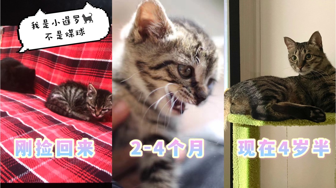 震惊！宠物小编捡猫5年后，混迹街头的小流浪“狸花猫”竟被整成这样？