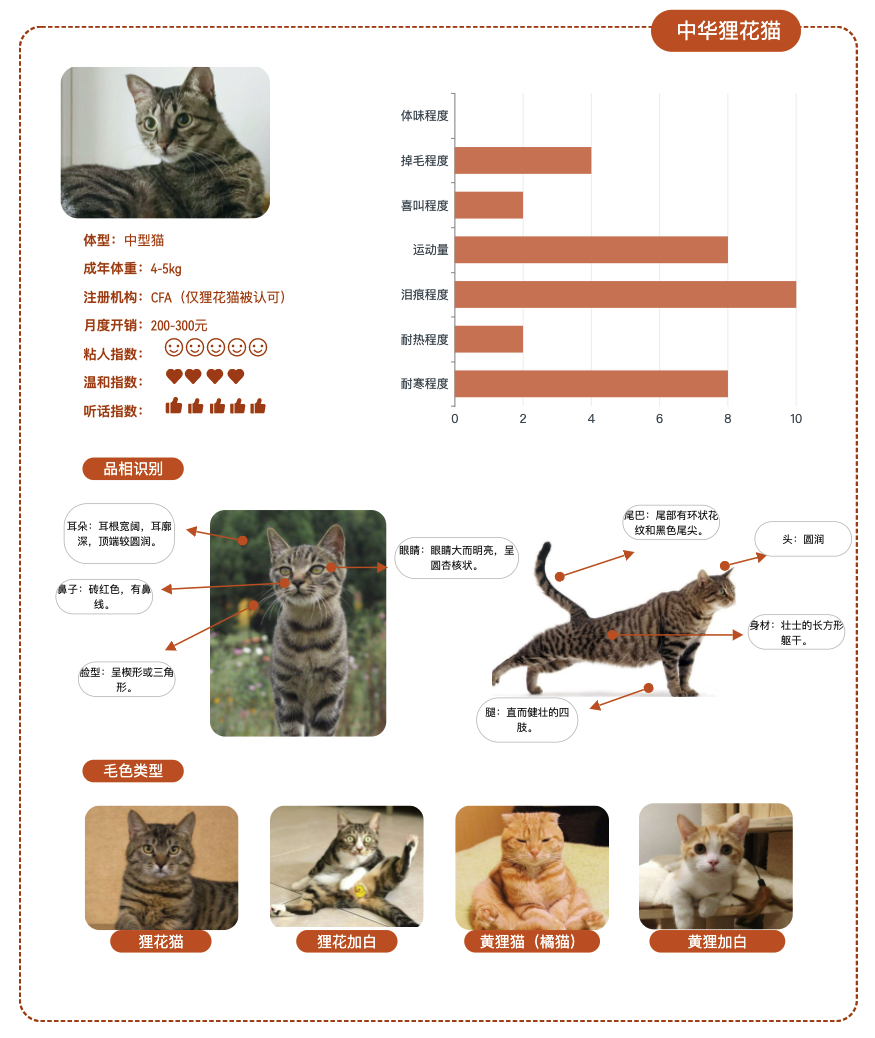 震惊！宠物小编捡猫5年后，混迹街头的小流浪“狸花猫”竟被整成这样？