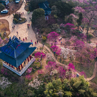 多图警告，张张都可做屏保！奉上“包邮区”最强赏花地图，一场春花接力赛来了