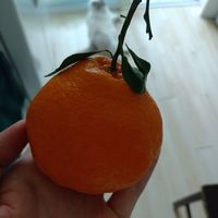 耙耙柑真不是丑橘