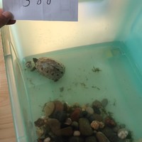 3.5一只的中华草龟（10－12cm）