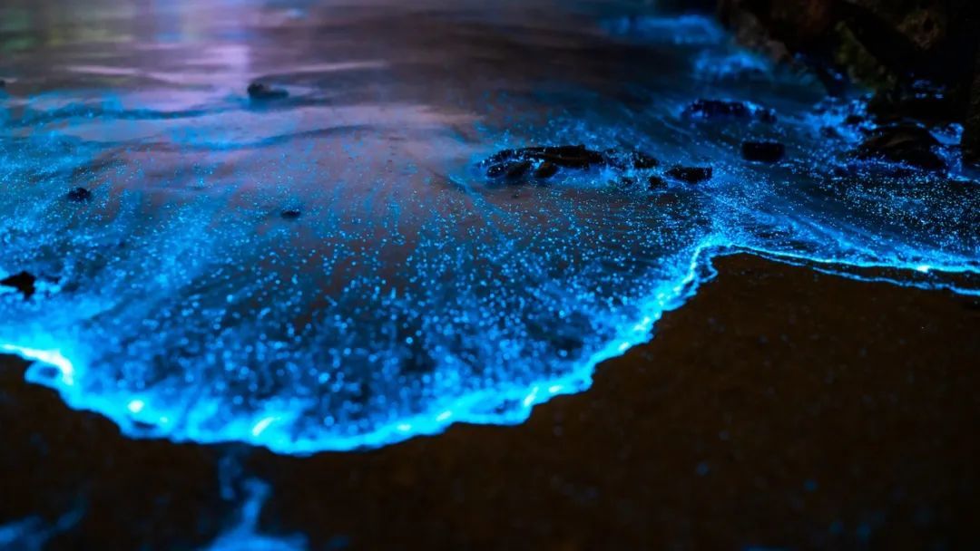 夜晚海边的“蓝眼泪” ©图虫创意
