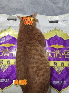 20斤一袋米有多大，看我家的猫条就懂了