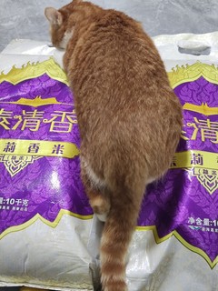 20斤一袋米有多大，看我家的猫条就懂了