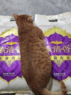 20斤一袋米有多大，看我家的猫条就懂了