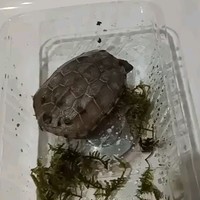 尺寸很大的乌龟