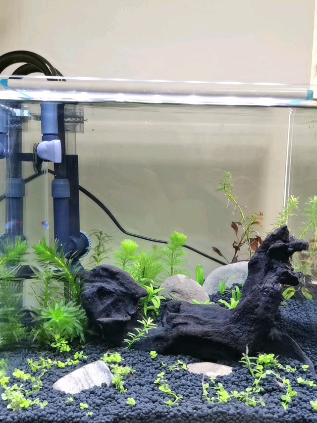 白嫖的鱼缸有点香