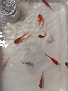 1块钱鱼🐠...大几百投入