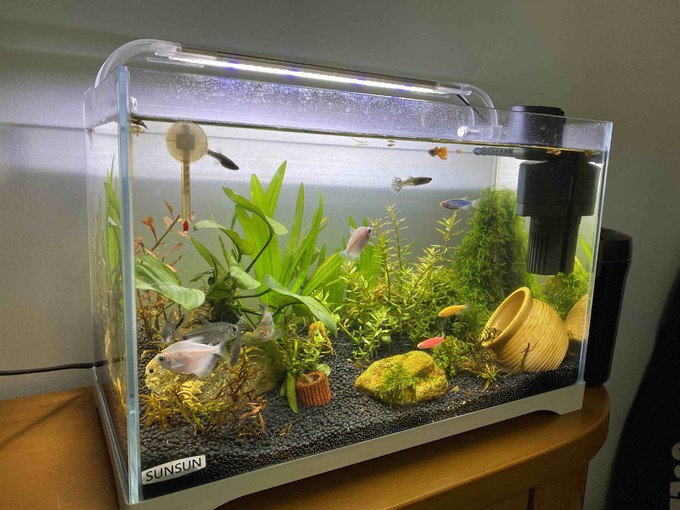 森森鱼缸怎么样为家里娃打造的混养各种鱼的水草缸 什么值得买