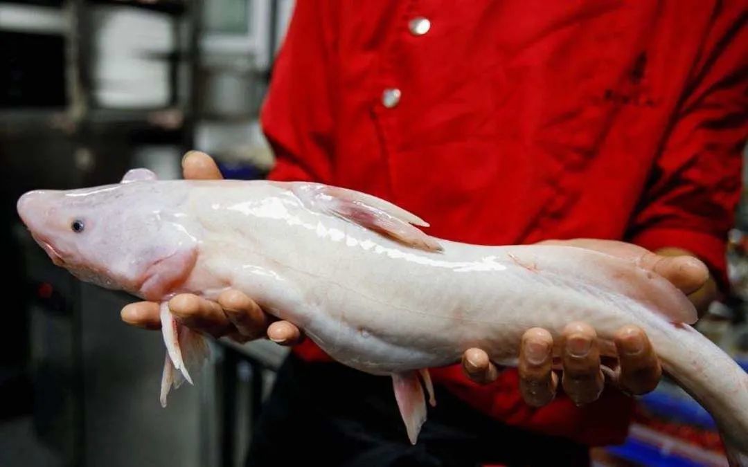 镇江焦山段产出的白色鮰鱼极为名贵，体色发白主要是由于生活水域含氧量较低所造成 ©图源网络