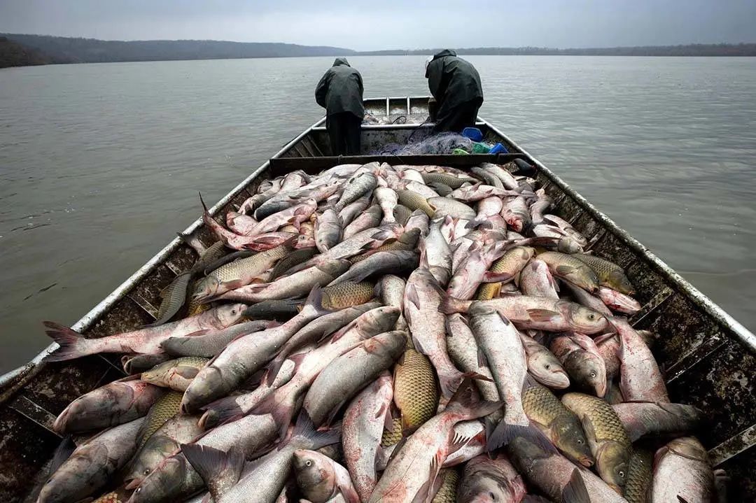 长江渔船上满载着刚刚捕捞上来的野生鲢鳙和鲤鱼 ©图源网络
