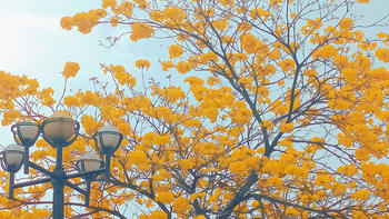 遇见美好生活 篇一：广州|春日限定|来自春天的黄花风铃木的金色浪漫 