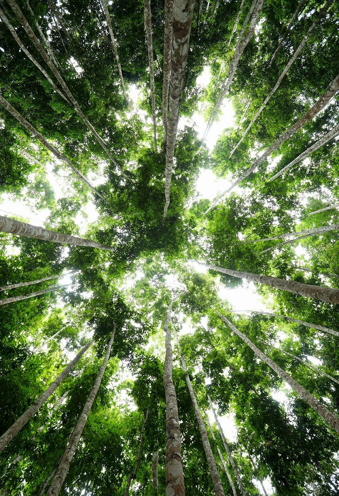 望天树,龙脑香科的高大阔叶乔木,是西双版纳龙脑香园最高的树木,名副