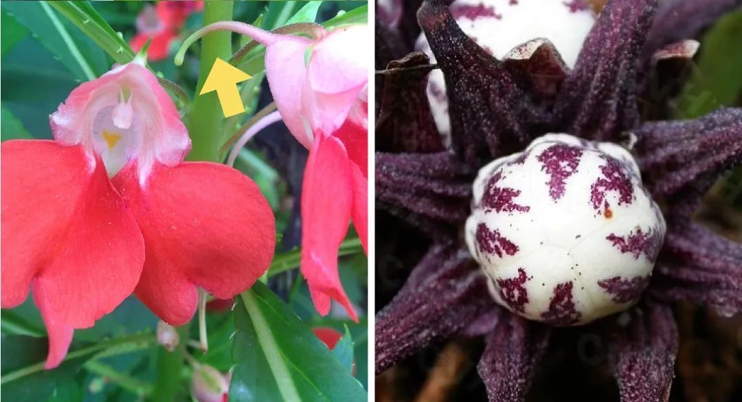 左:凤仙花的花距(箭头指向处) 08网络;右:"蜘蛛抱蛋" 08网络