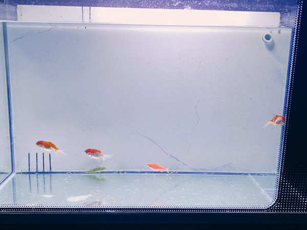 一毛不花白撸一个鱼缸