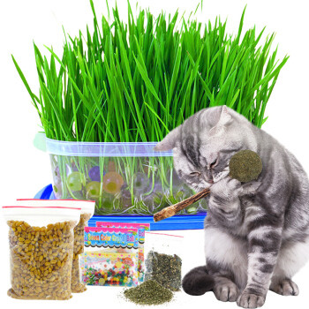 猫草是什么草？妈耶，我买错了/哭/天然猫草已种好盆栽发芽已长好猫咪去毛球猫零食种子猫薄荷草叶零食