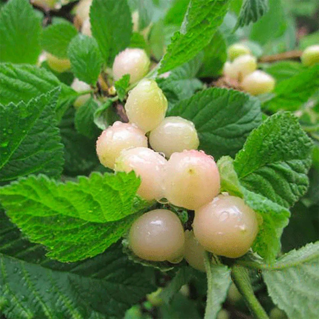 白玉樱桃 08网络