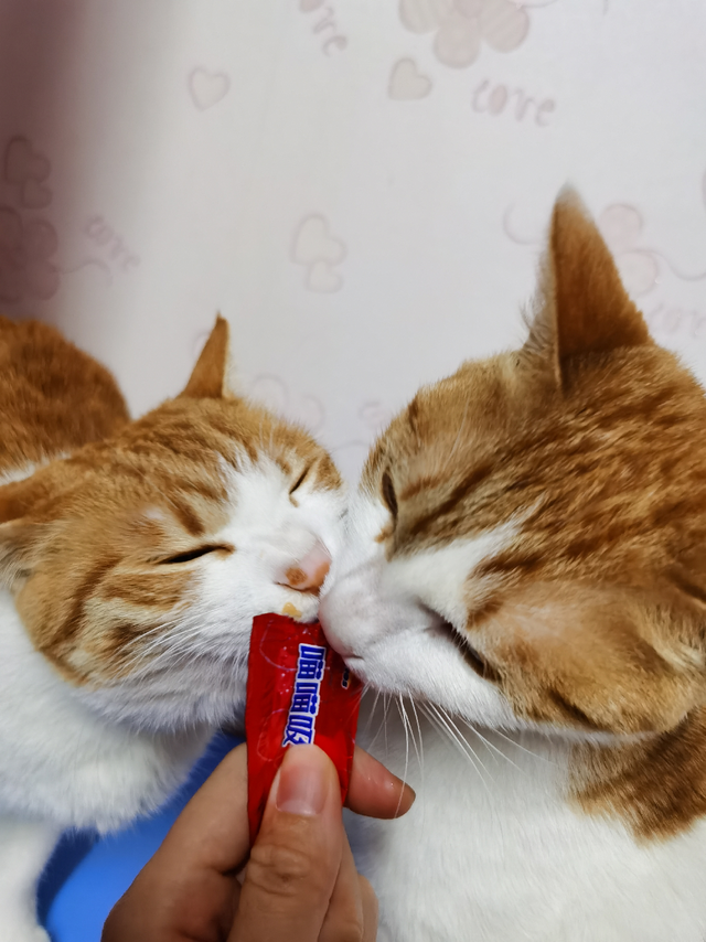 大橘为了猫条，瞬间变得相亲相爱了