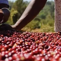 兔牙咖啡馆 篇六十四：为什么聊起精品咖啡总会想到埃塞俄比亚，关于非洲产区咖啡豆的科普帖