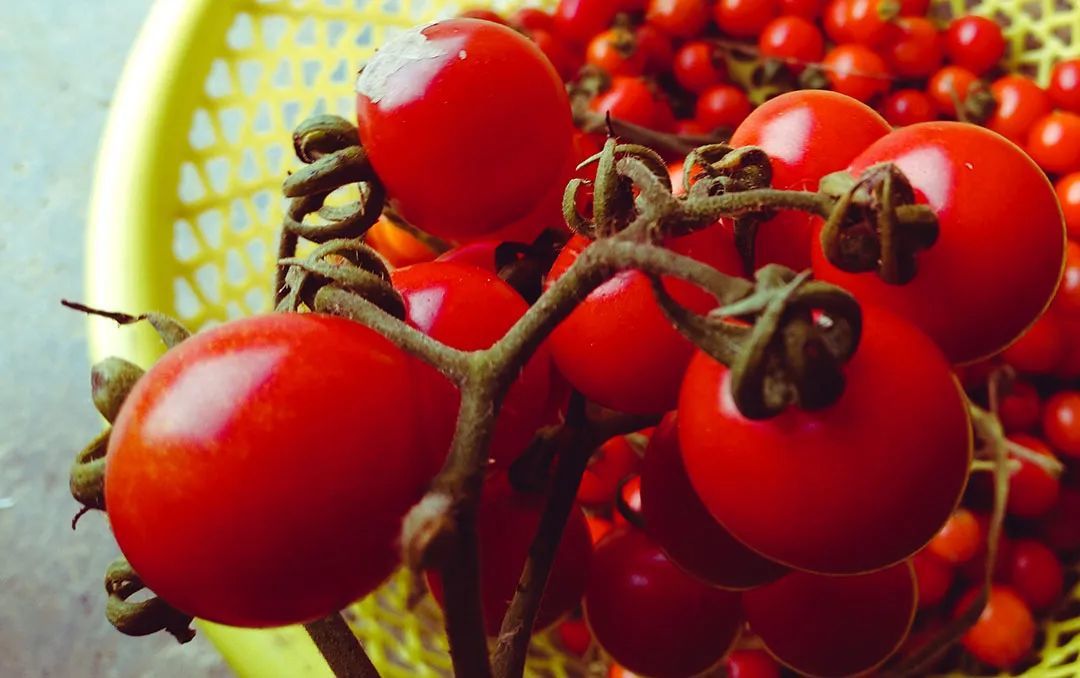 毛辣果 08图虫创意