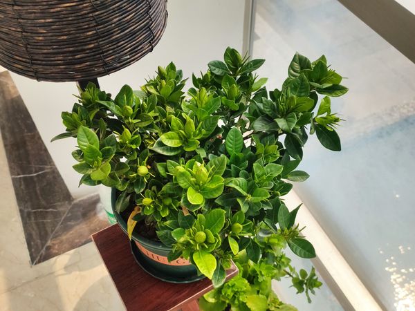 满满花朵朵的栀子花