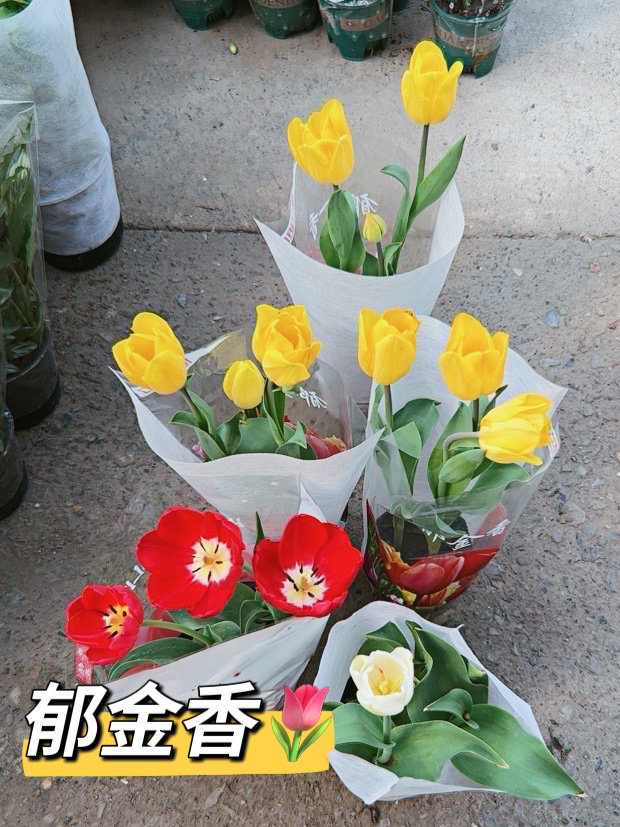 鲜花