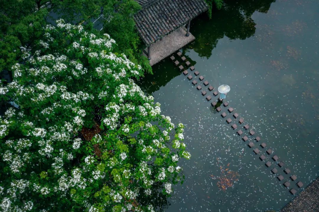 桐花是清明的"节气"之花.图为温州楠溪江畔雨中的桐花.08图虫创意