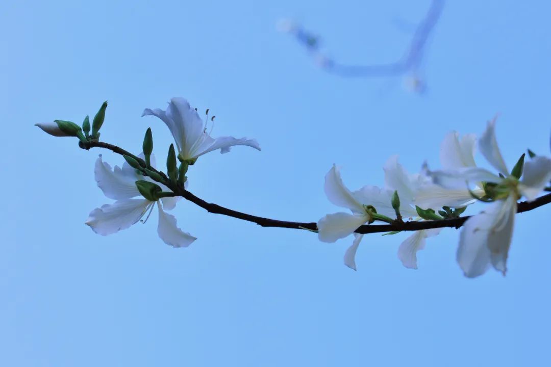 盛开的白花羊蹄甲 ©图虫创意