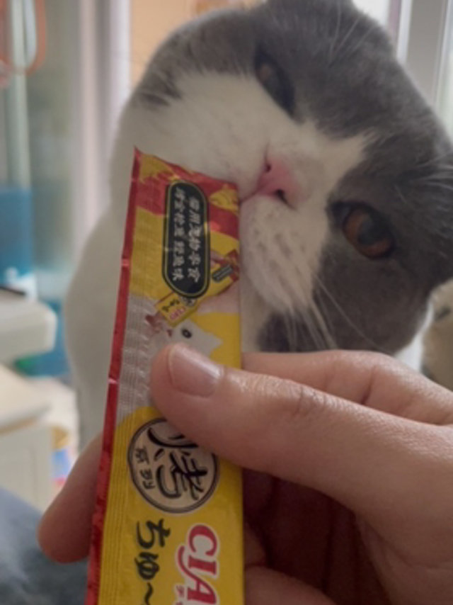 猫咪喜欢的零食