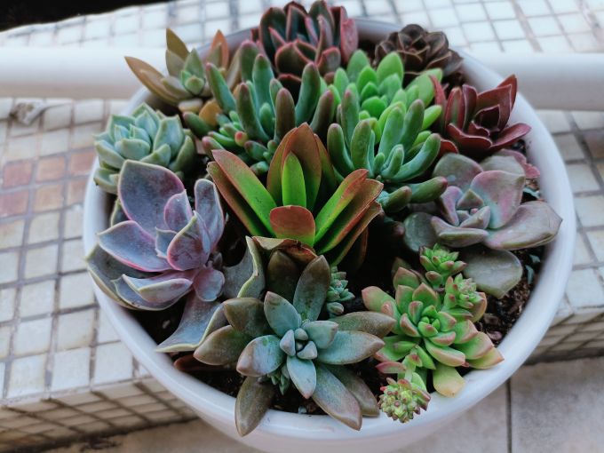 多肉怎么样来自8 33元带给我的多肉快乐 什么值得买