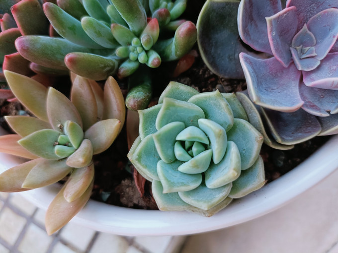 多肉怎么样来自8 33元带给我的多肉快乐 什么值得买