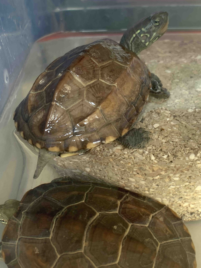 水族怎麼樣 中華田園龜,真的超級好養_什麼值得買