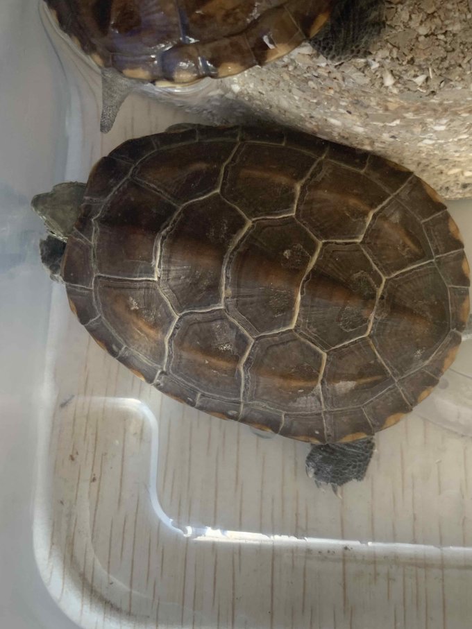 水族怎么样 中华田园龟,真的超级好养_什么值得买