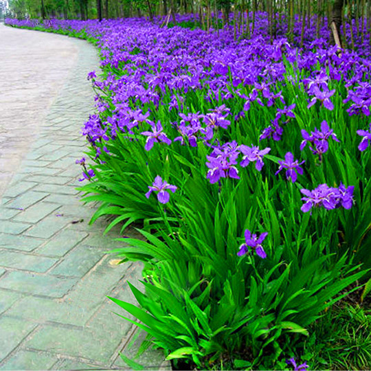 晒一下春日里面院子里面的花花草草-紫色篇