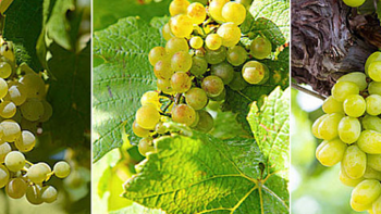 来自亚平宁半岛的佳酿，vivino得分不低、风味大为不同的12款意大利不同产区代表葡萄酒你记下了吗？