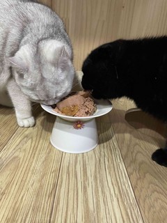让两只猫抢着吃的竟然是这个！