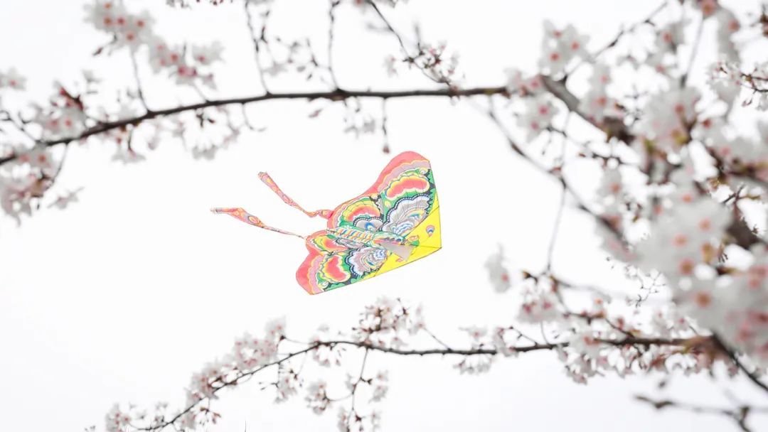 杭州钱塘江畔的滨江跑道，每逢春天开满樱花，是人们进行晨跑、踏青、放风筝等户外运动的好去处。©图虫创意