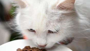生活家居 篇一：鲜香可口的国产WOMO风干猫粮，营养均衡肉量足，猫咪更爱吃
