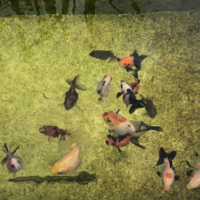 宠物水族 篇二：如何自己动手做一个沼泽过滤鱼缸