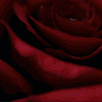 为什么那些硬核的男香里都有玫瑰？男人用玫瑰香也太迷人了！