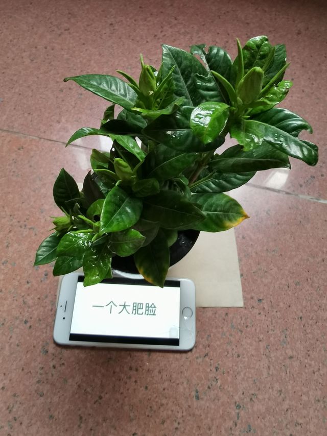 首次网购植物经验分享&测评——栀子花盆栽