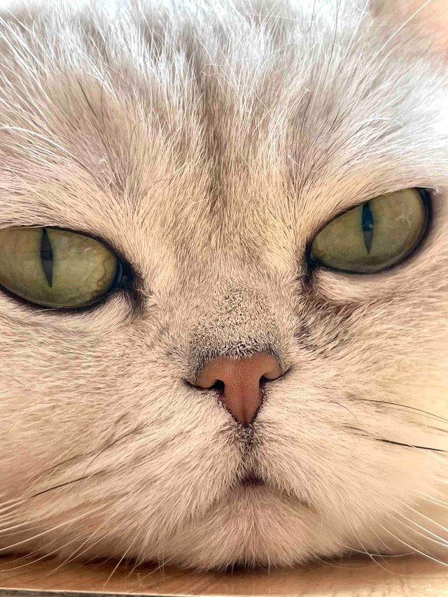 家里这只小猫咪 四年了不会感恩