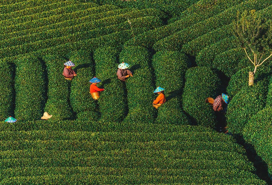 清明节前，杭州茶园内，采茶工采摘忙 ©图虫创意