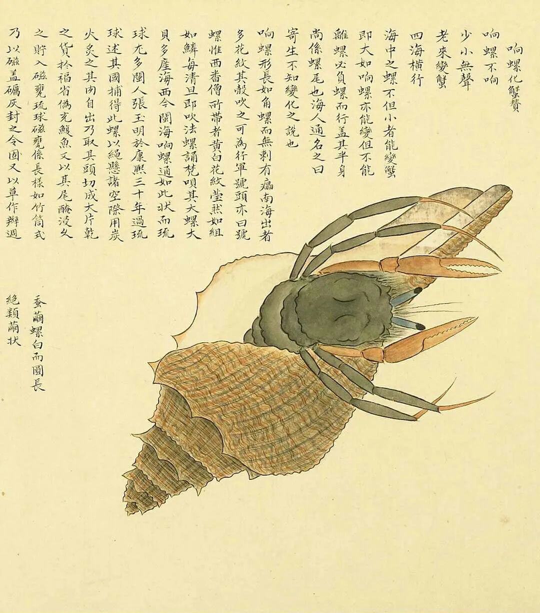 清代画家聂璜绘制的《海错图》,记载了或真实或光怪陆离的海洋生物